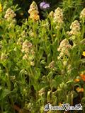 Reseda Odorata